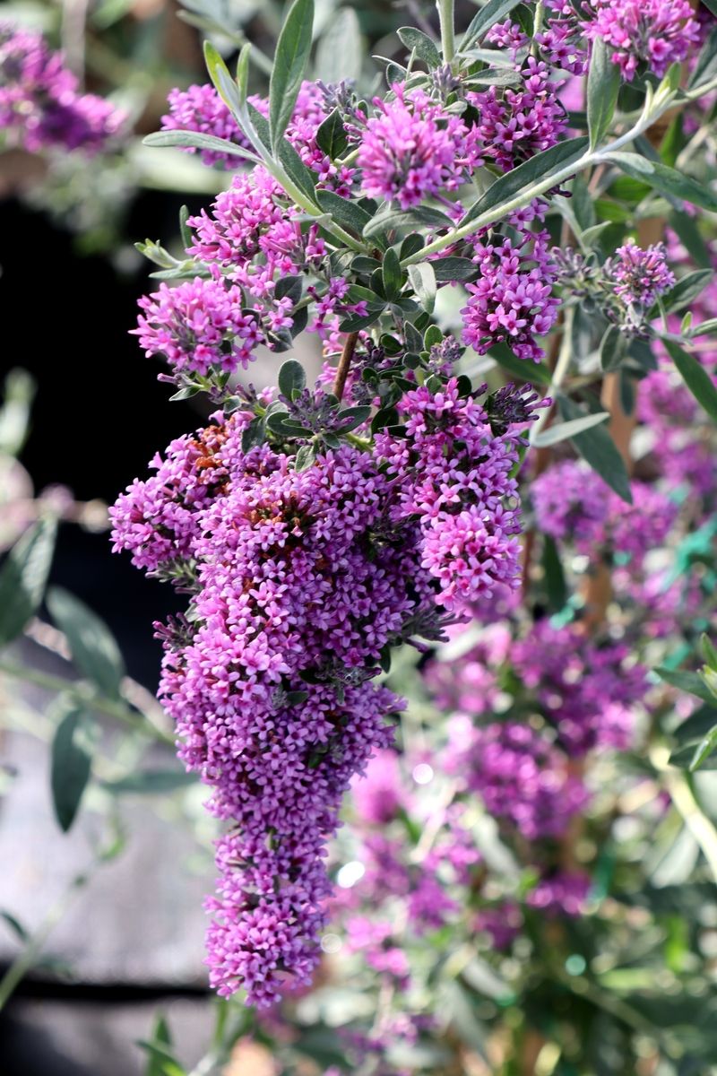 Schmalblättriger Sommerflieder Unique®