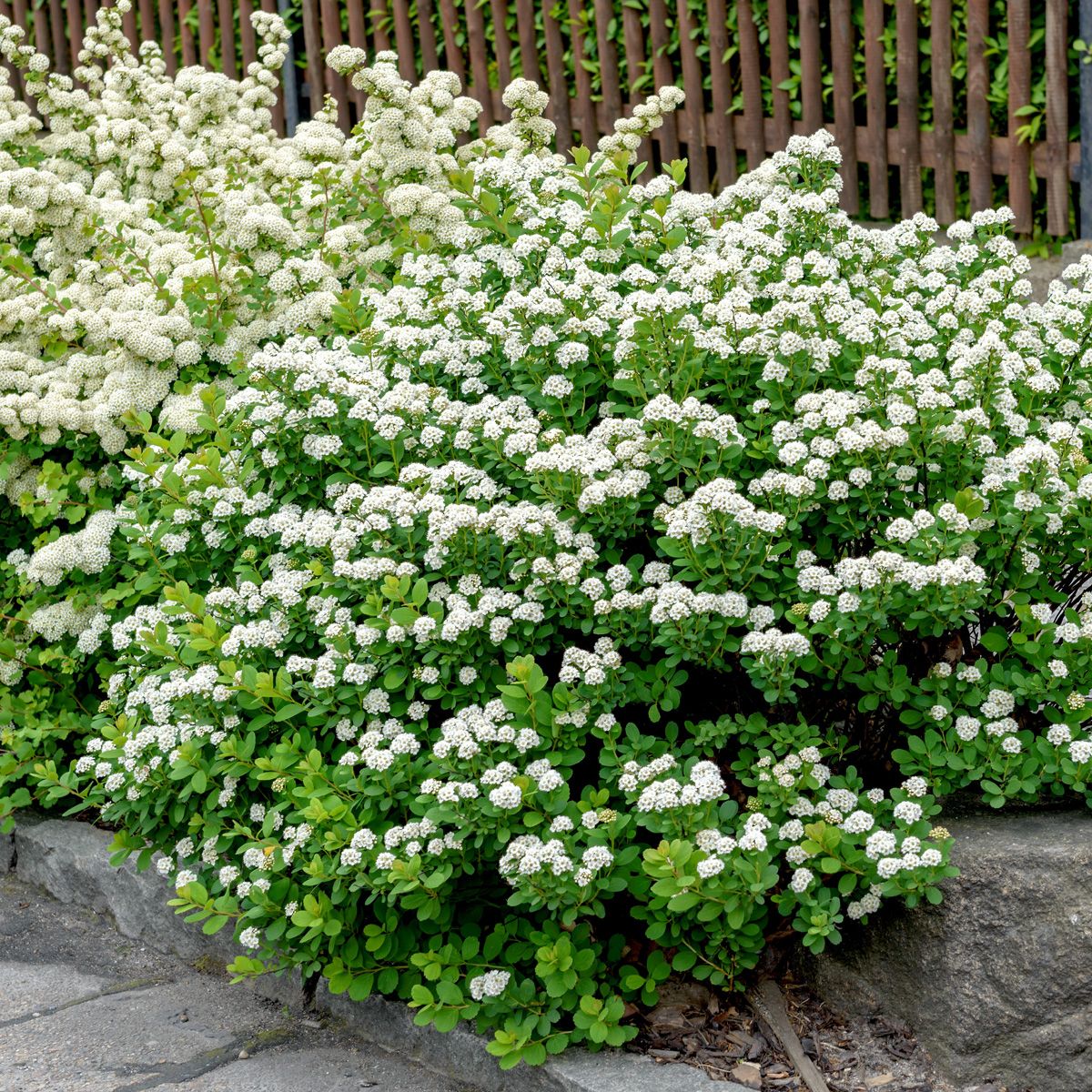 Herbstfreude Gefäss