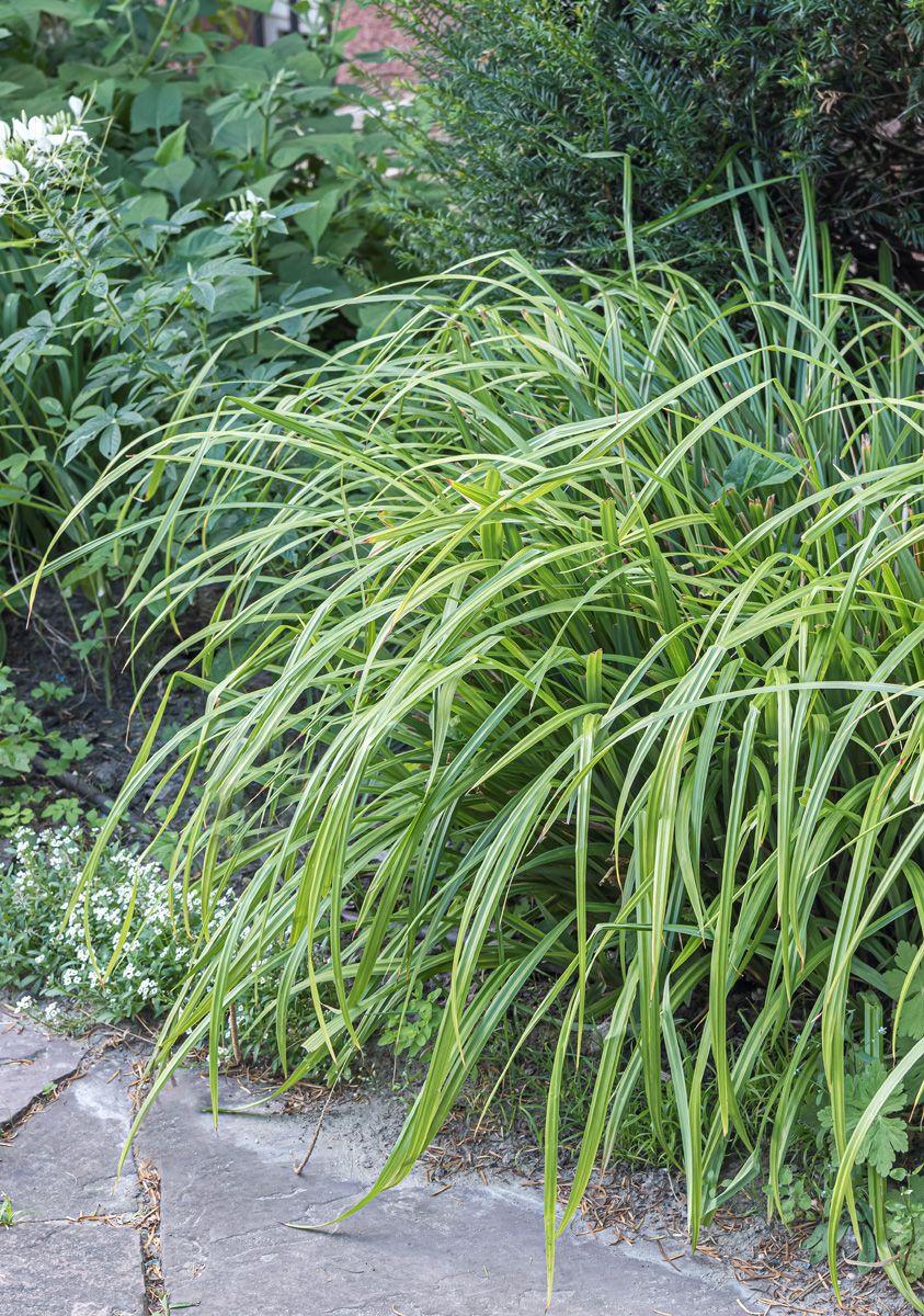 Riesensegge, Hängesegge Riesensegge, Hängesegge