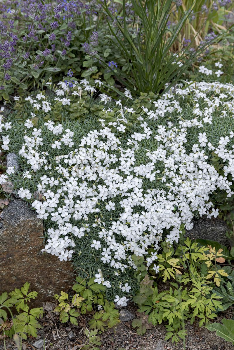Pfingstnelke La Bourboule White
