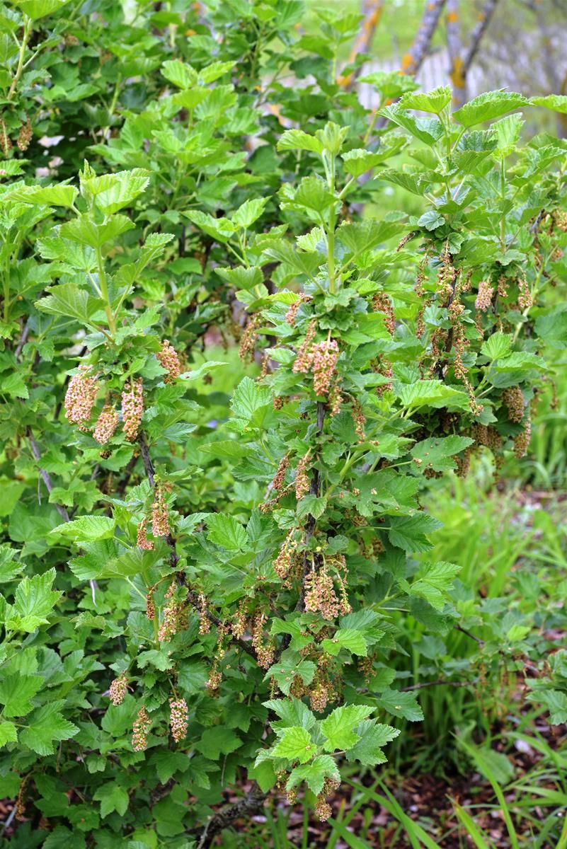 Felsenjohannisbeere