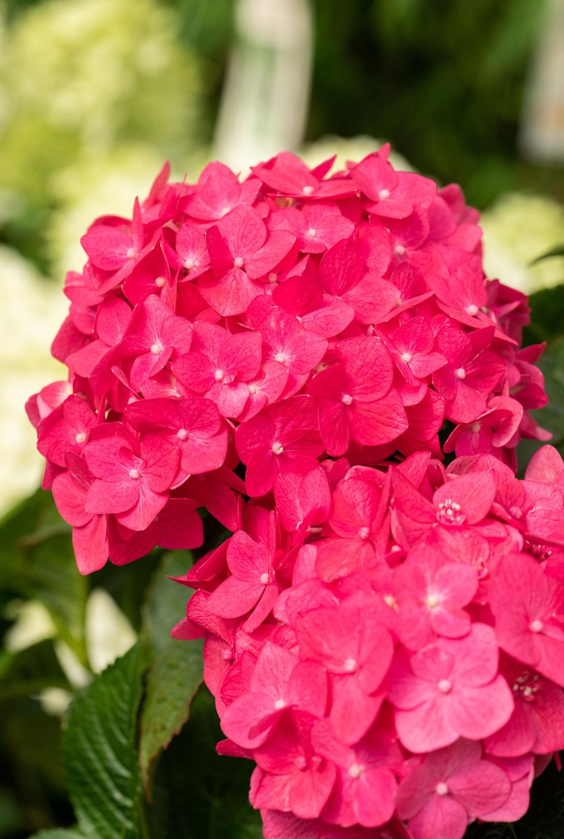 Gartenhortensie Summer Love