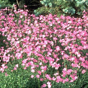 Pfingstnelke Compactus