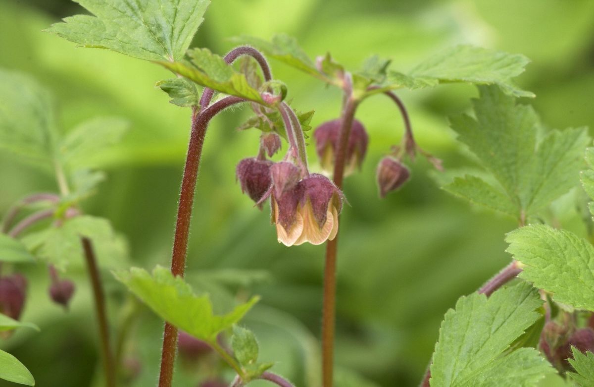 Bachnelkenwurz, Bachrösle, Kapuzinerle, Sumpfbenedikte Bachnelkenwurz, Bachrösle, Kapuzinerle, Sumpfbenedikte