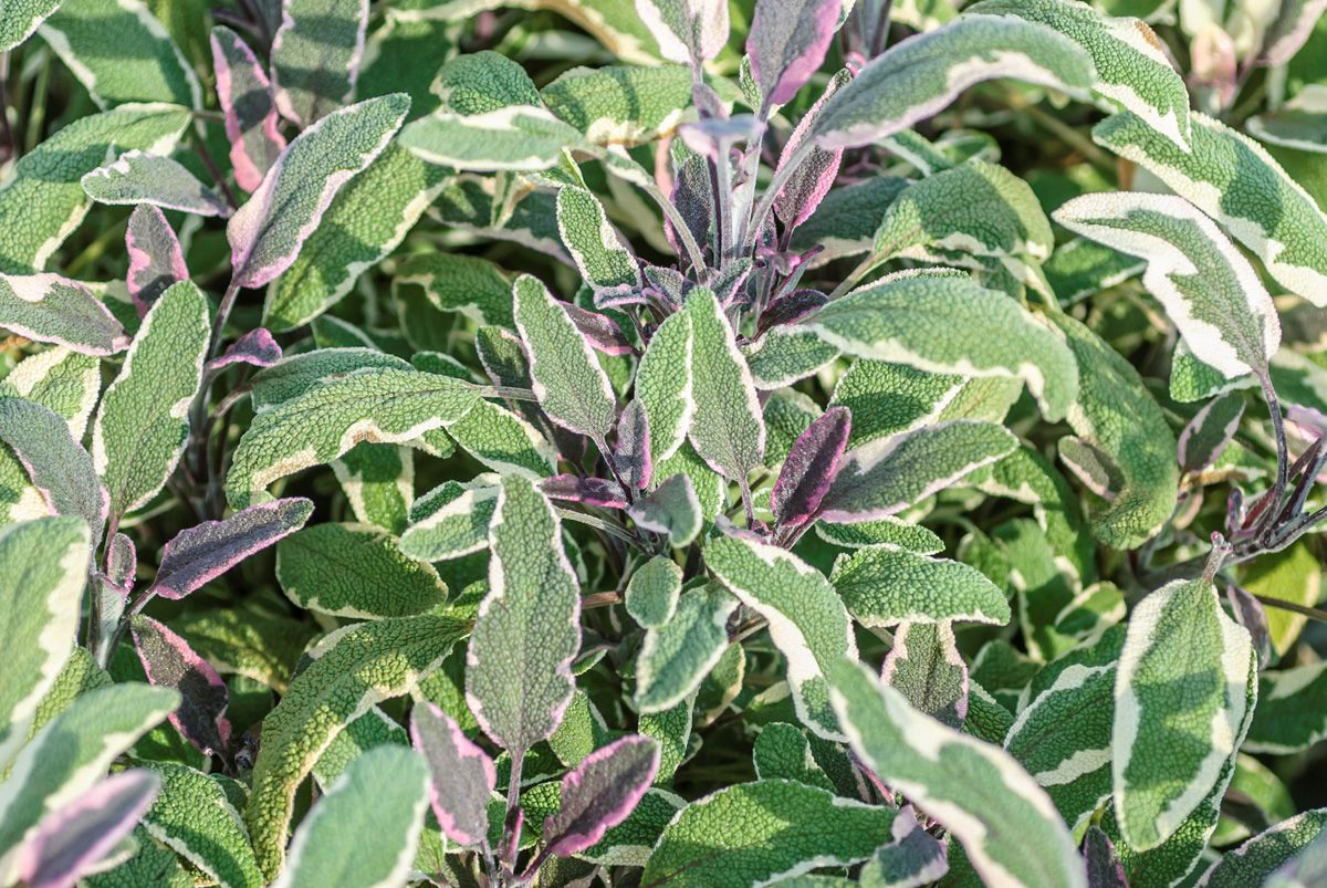 Dreifarbiger Salbei Tricolor