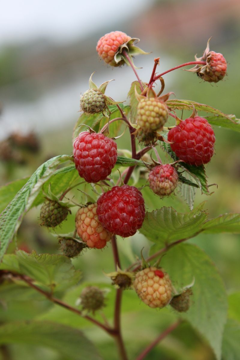 Rubyfall(S) Herbsthimbeere Rubyfall(S) Herbsthimbeere