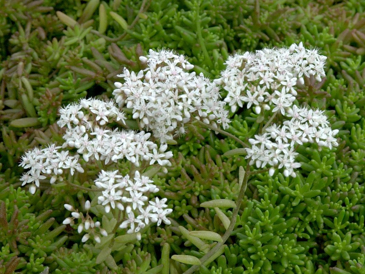 Weisser Mauerpfeffer Coral Carpet