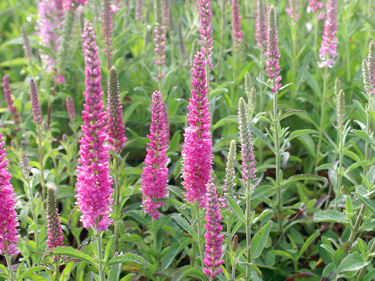Ähriger Ehrenpreis Rotfuchs Ähriger Ehrenpreis Rotfuchs
