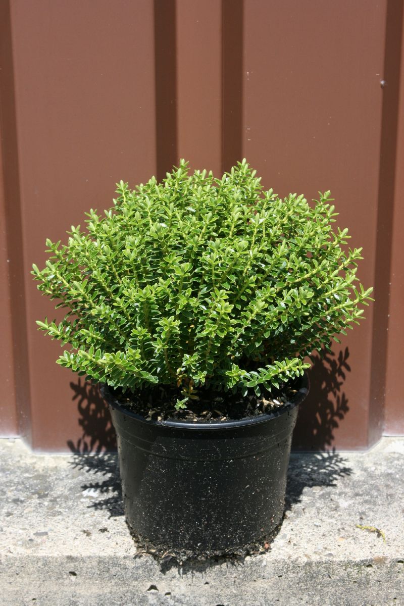 Strauchveronika Strauchveronika