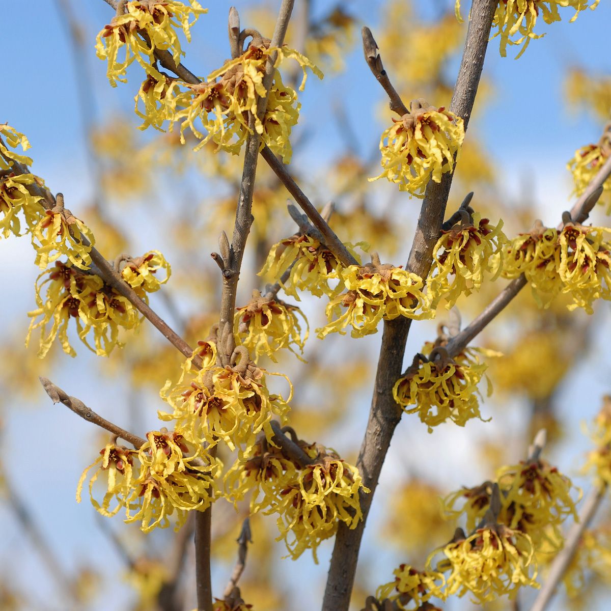 Zaubernuss Arnold Promise Zaubernuss Arnold Promise