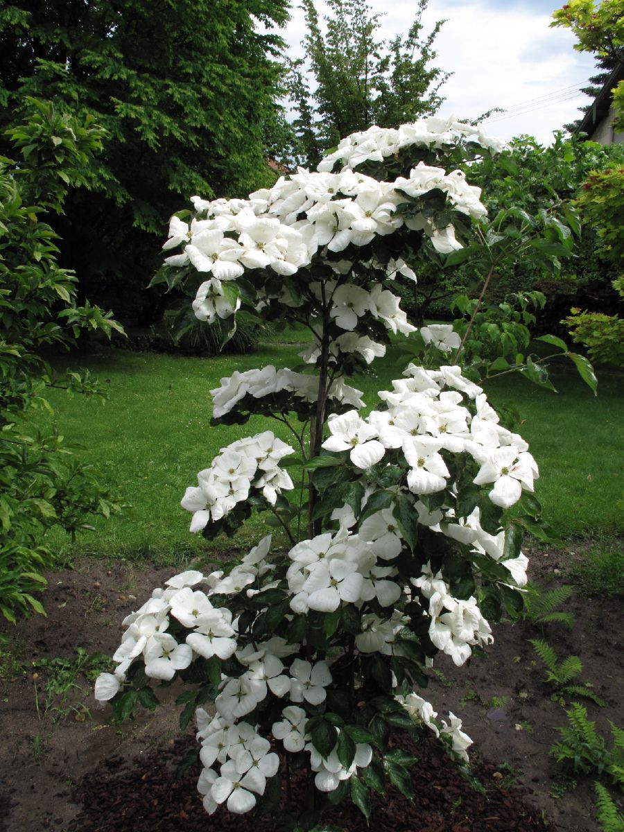 Blumenhartriegel Venus Blumenhartriegel Venus