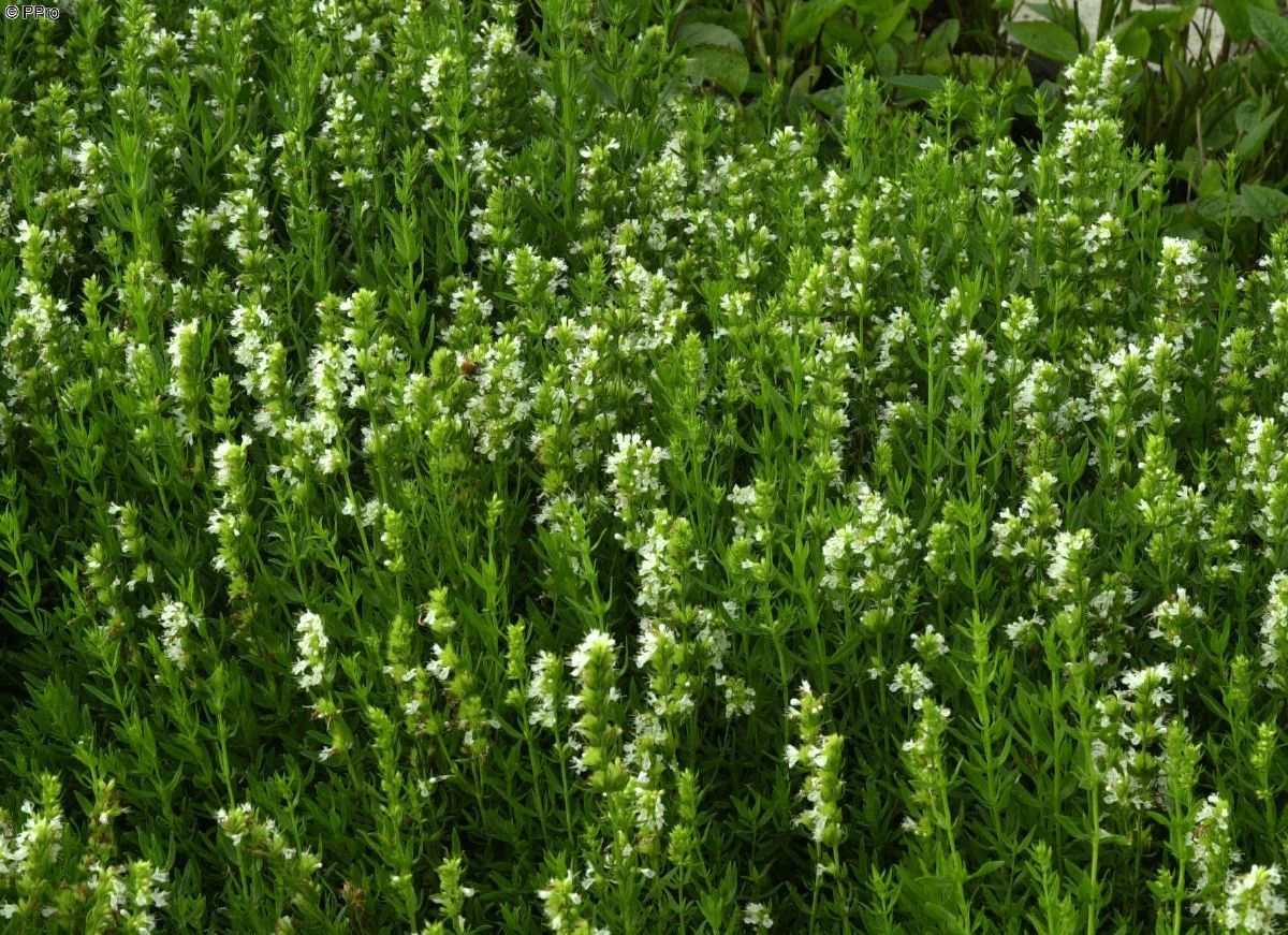 Weisser Ysop Albus Weisser Ysop Albus