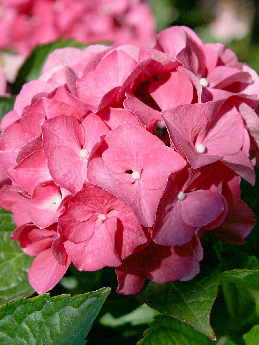 Gartenhortensie Sibilla Gartenhortensie Sibilla