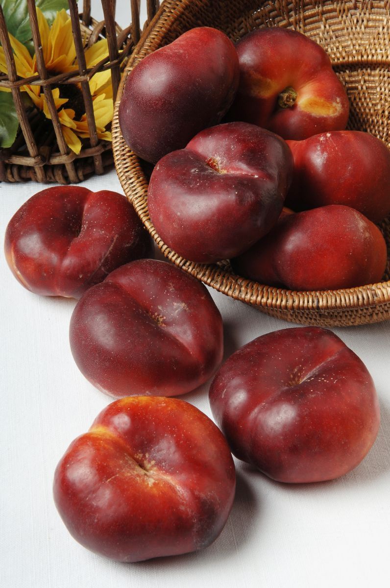 Mesembrine Tellernektarine Mesembrine Tellernektarine