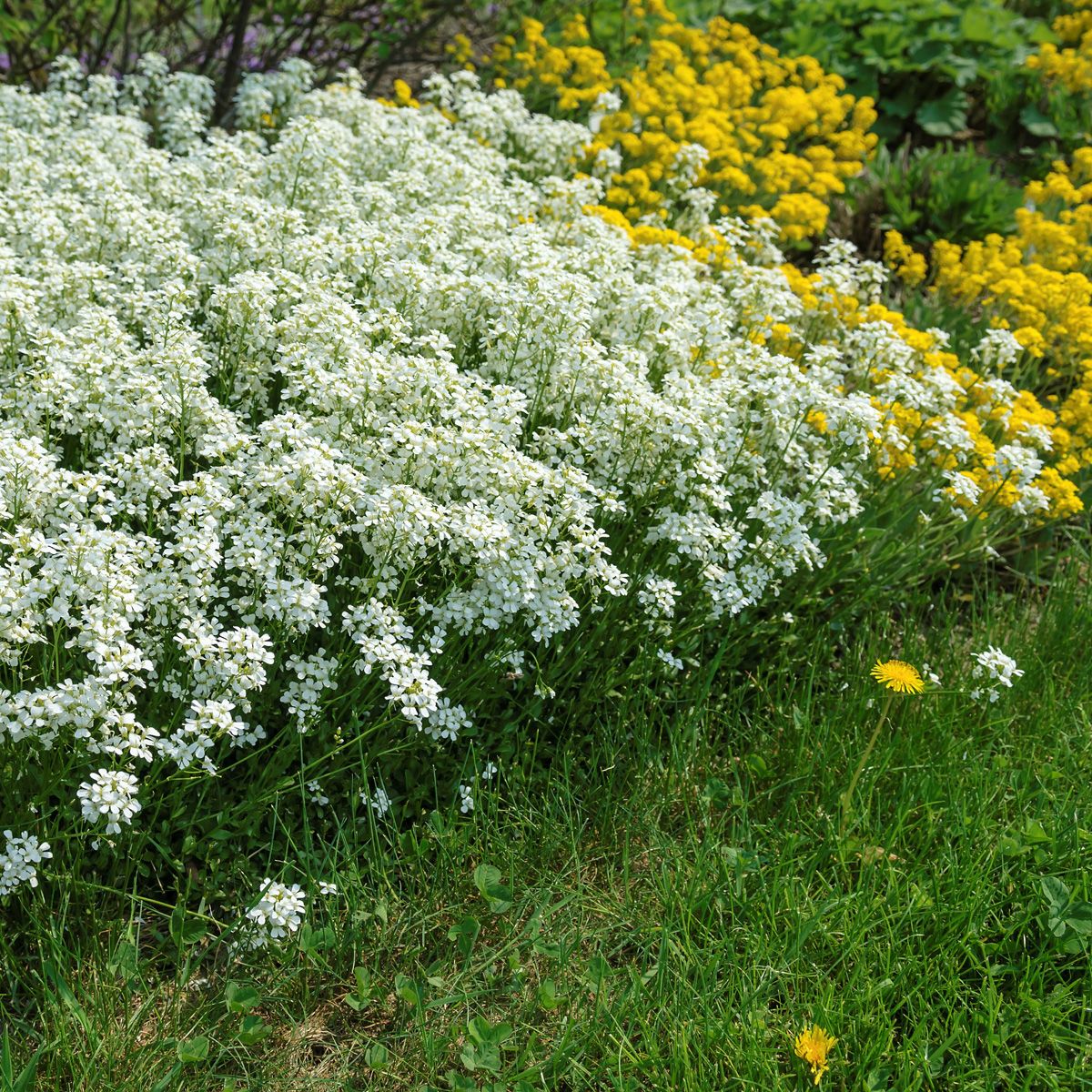 Gänsekresse