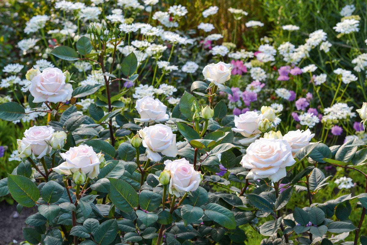 Certina® Edelrose