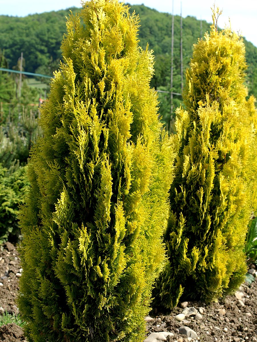 Morgenländischer Lebensbaum Pyramidalis Aurea