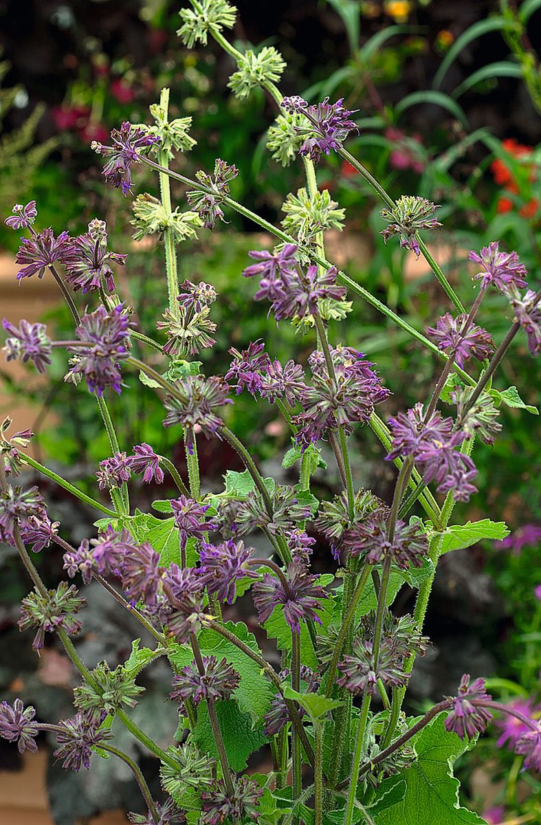 Quirlblütiger Salbei