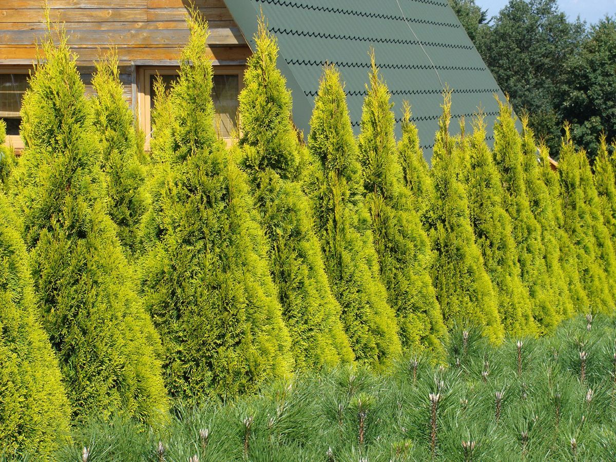 Gelber Säulenlebensbaum Golden Smaragd® Gelber Säulenlebensbaum Golden Smaragd®