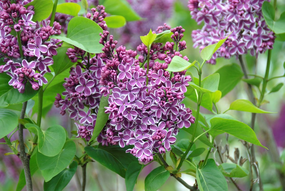 Bauernflieder Sensation Bauernflieder Sensation