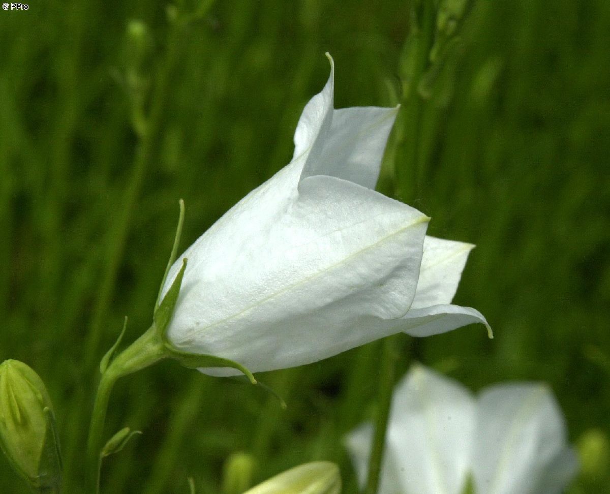 Pfirsichblättrige Glockenblume Grandiflora Alba