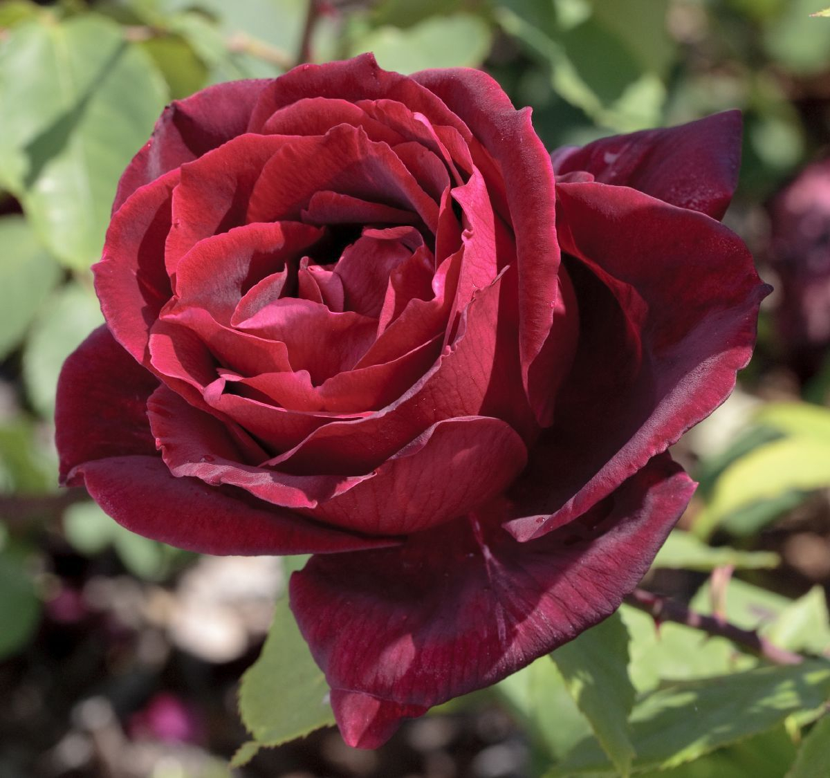 Papa Meilland® Edelrose (Teehybride, sehr starker Duft) Papa Meilland® Edelrose (Teehybride, sehr starker Duft)