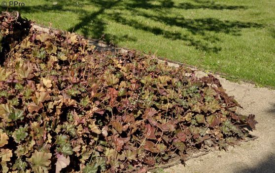 Purpurglöckchen Chocolate Ruffles Purpurglöckchen Chocolate Ruffles