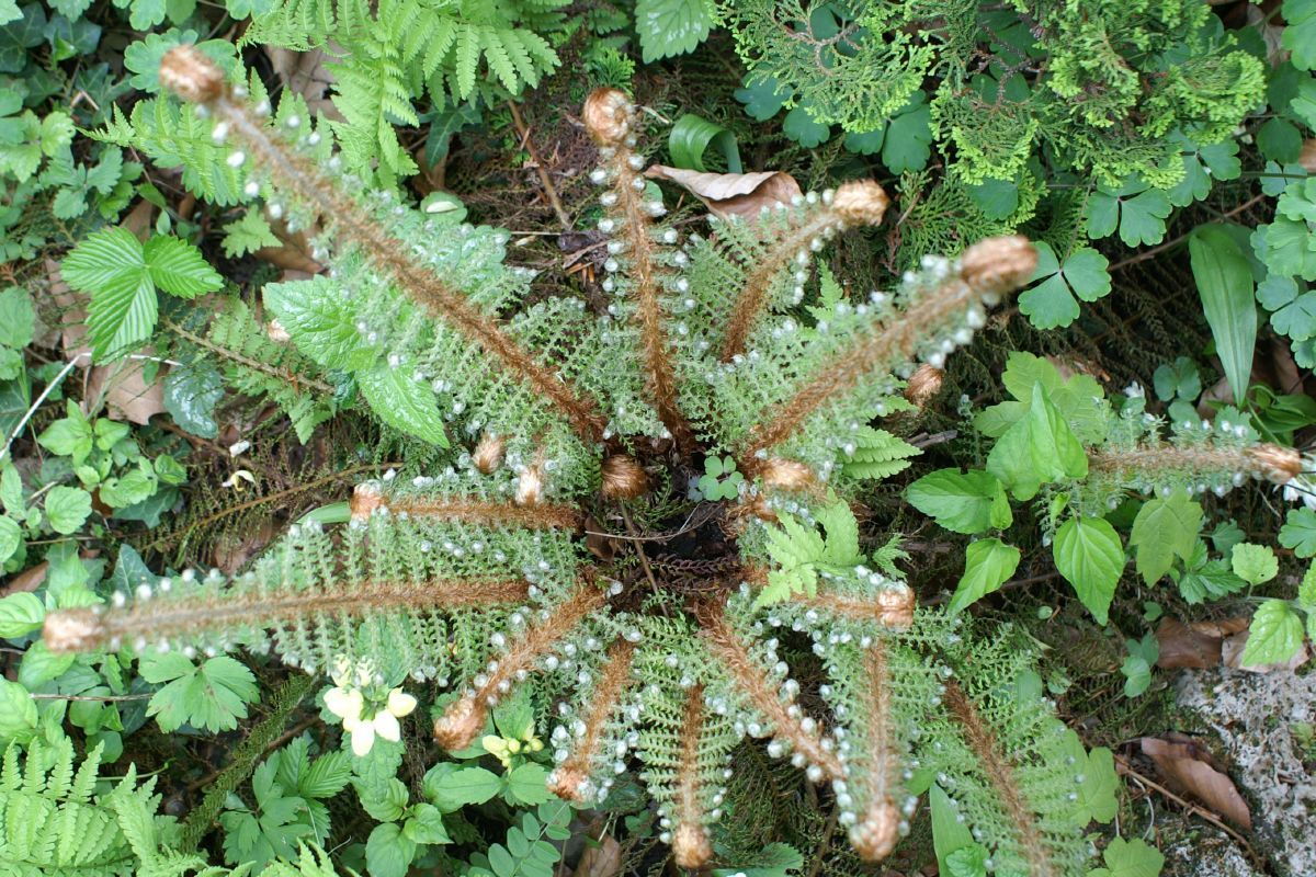 Schmaler Schildfarn Proliferum Schmaler Schildfarn Proliferum