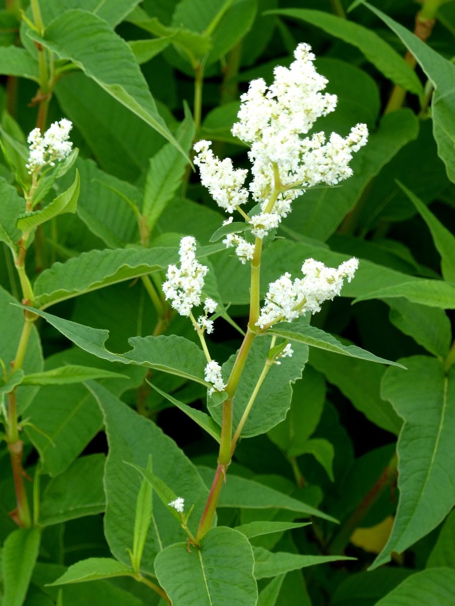 Busch-Knöterich Johanniswolke