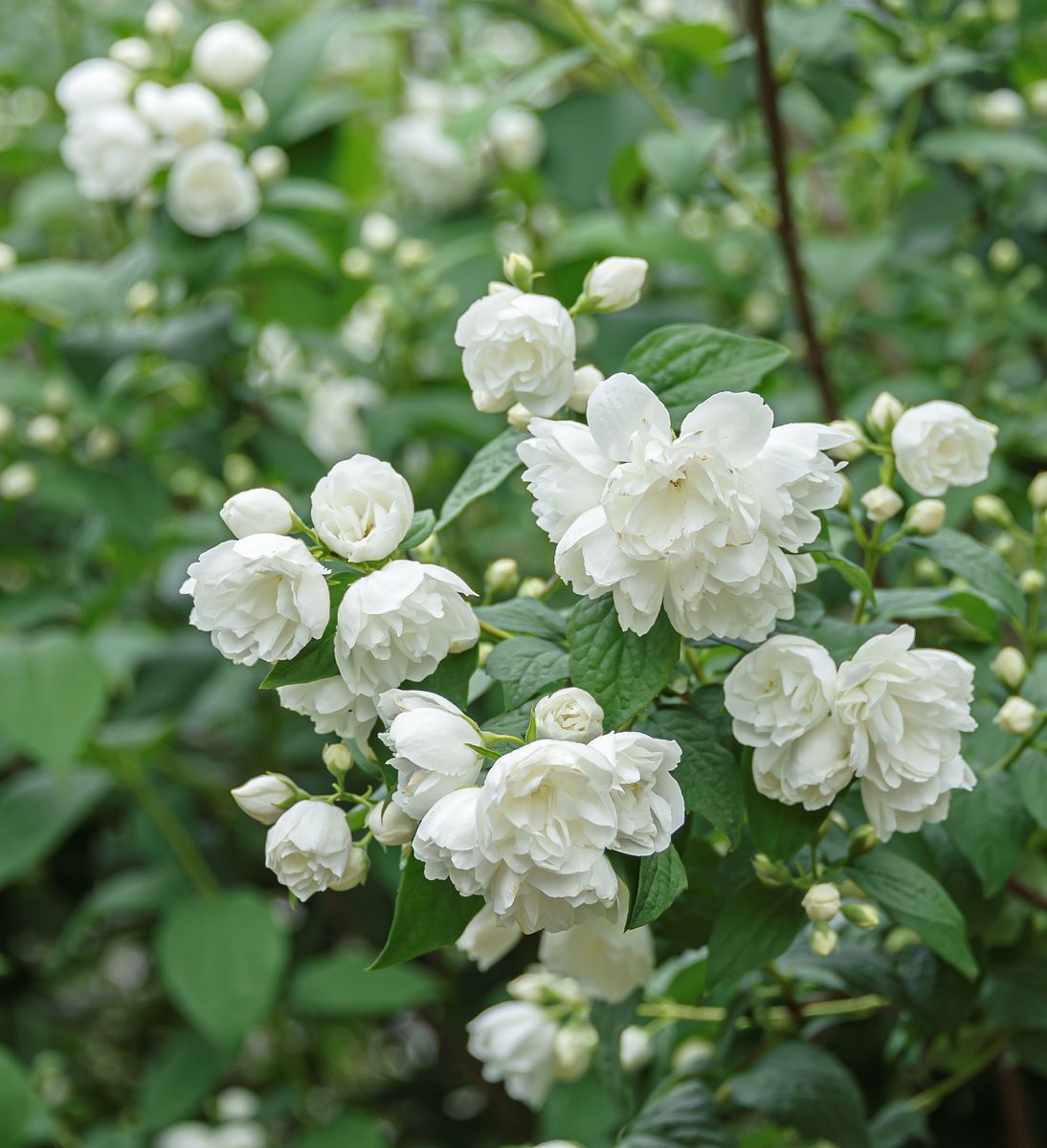 Zimtröschen Virginal Zimtröschen Virginal