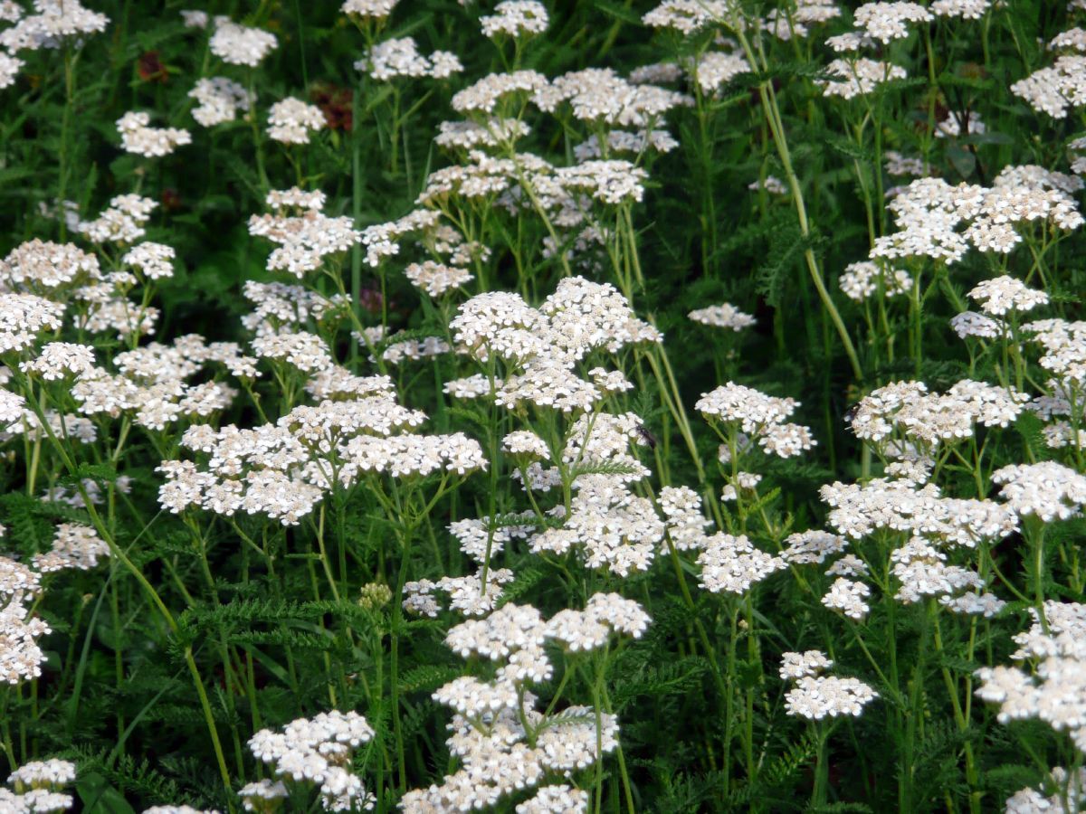 Heimische Schafgarbe