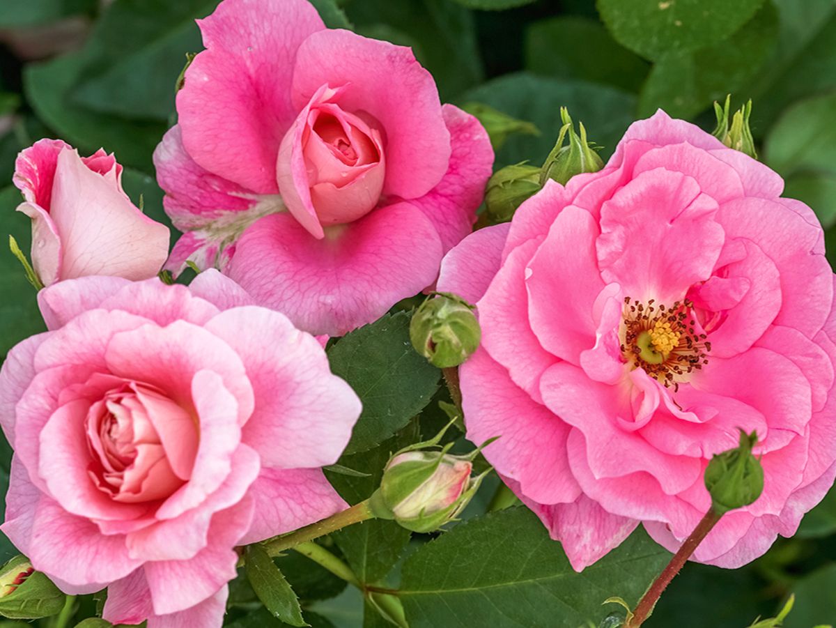 Mazurka® ADR 1993 Beetrose (Floribundarose, anspruchslos) Mazurka® ADR 1993 Beetrose (Floribundarose, anspruchslos)