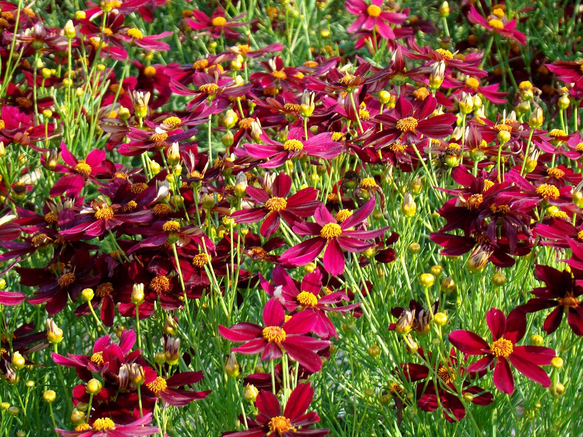 Mädchenauge Satin Mädchenauge Satin