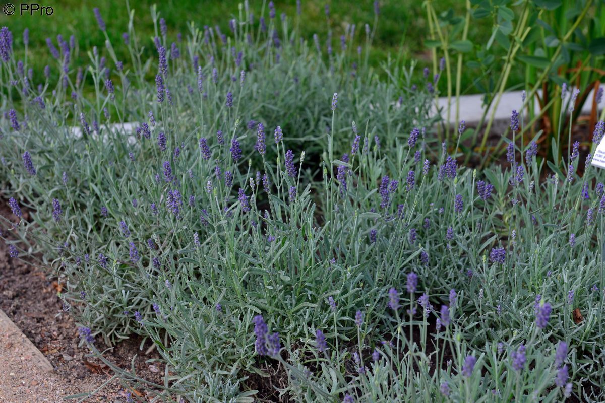 Lavendel Richard Gray Lavendel Richard Gray