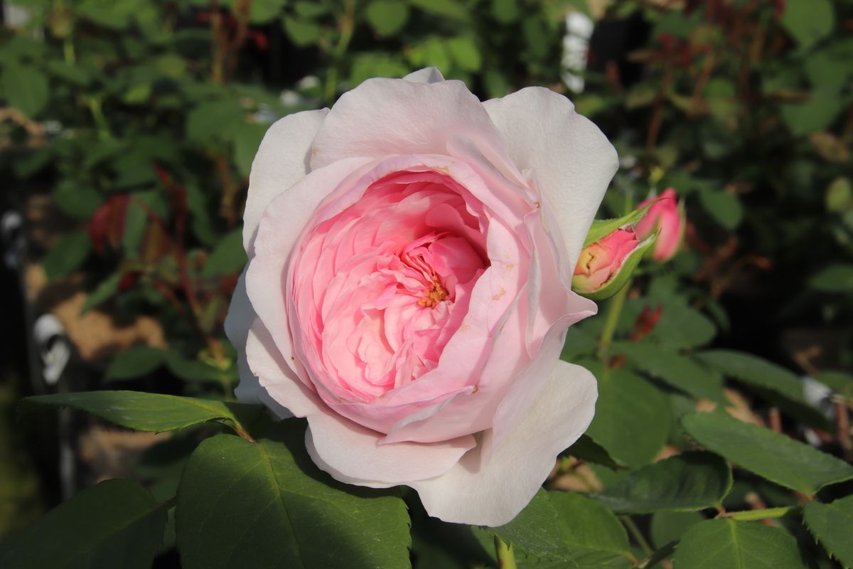 Olivia Rose Austin® Englische Strauchrose