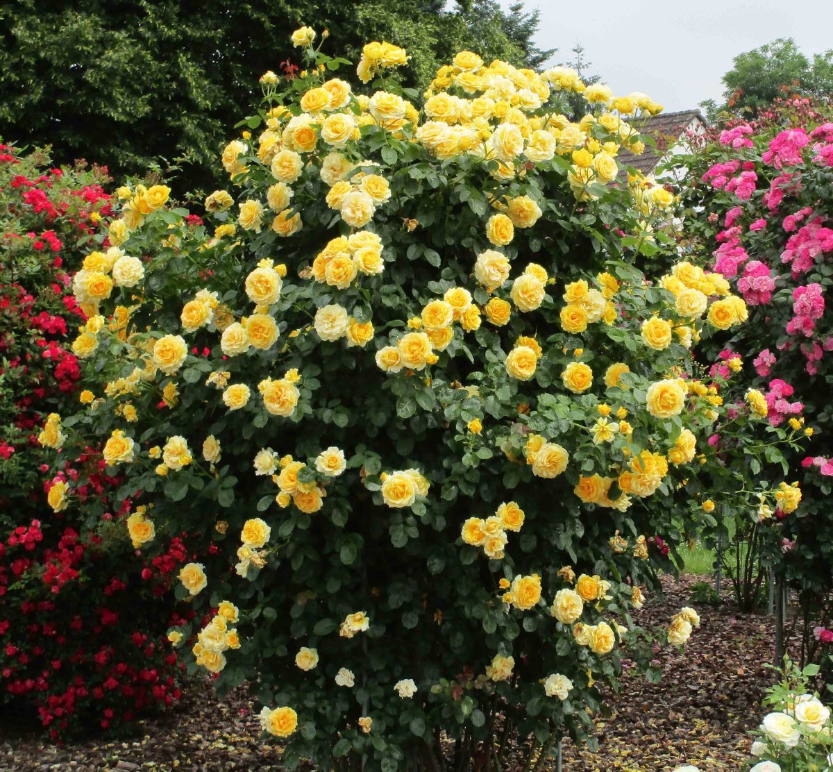 Sommergold Kletterrose