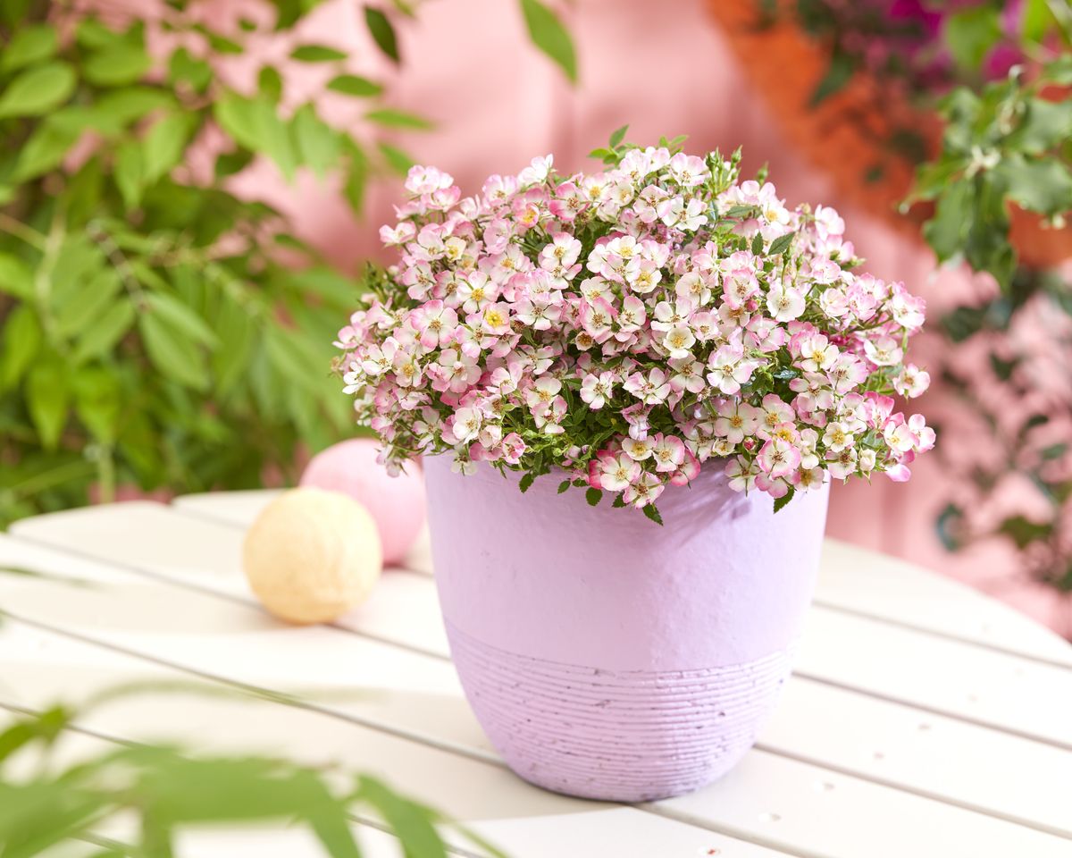 Cutie Pie Miniatur-/Zwergrose