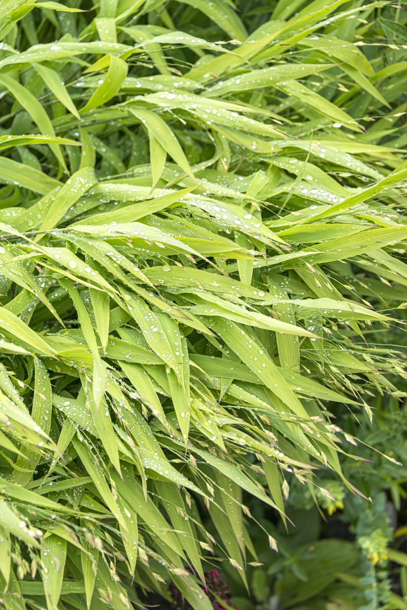 Plattährengras Plattährengras