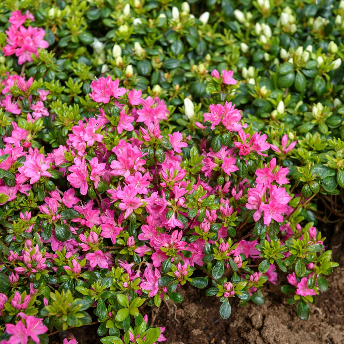 Japanische Azalee Kermesinum
