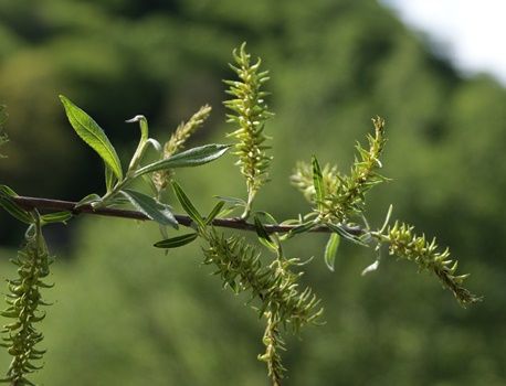 Lavendelweide Lavendelweide
