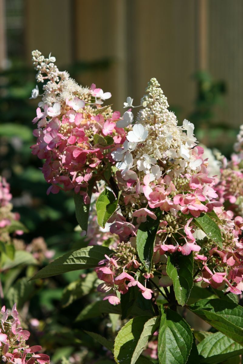 Rispenhortensie Pinky Winky Rispenhortensie Pinky Winky