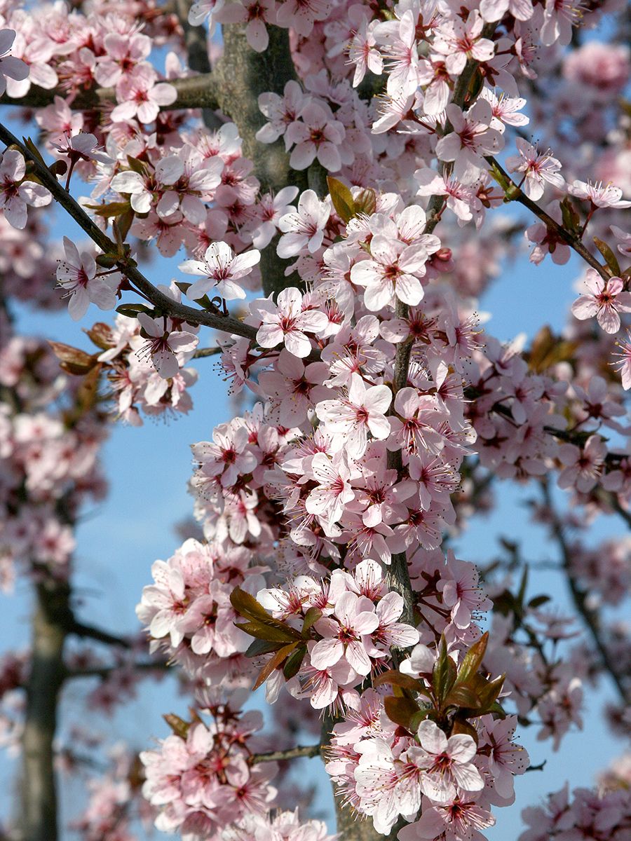 Rotblättriger Schlehdorn Rosea Rotblättriger Schlehdorn Rosea
