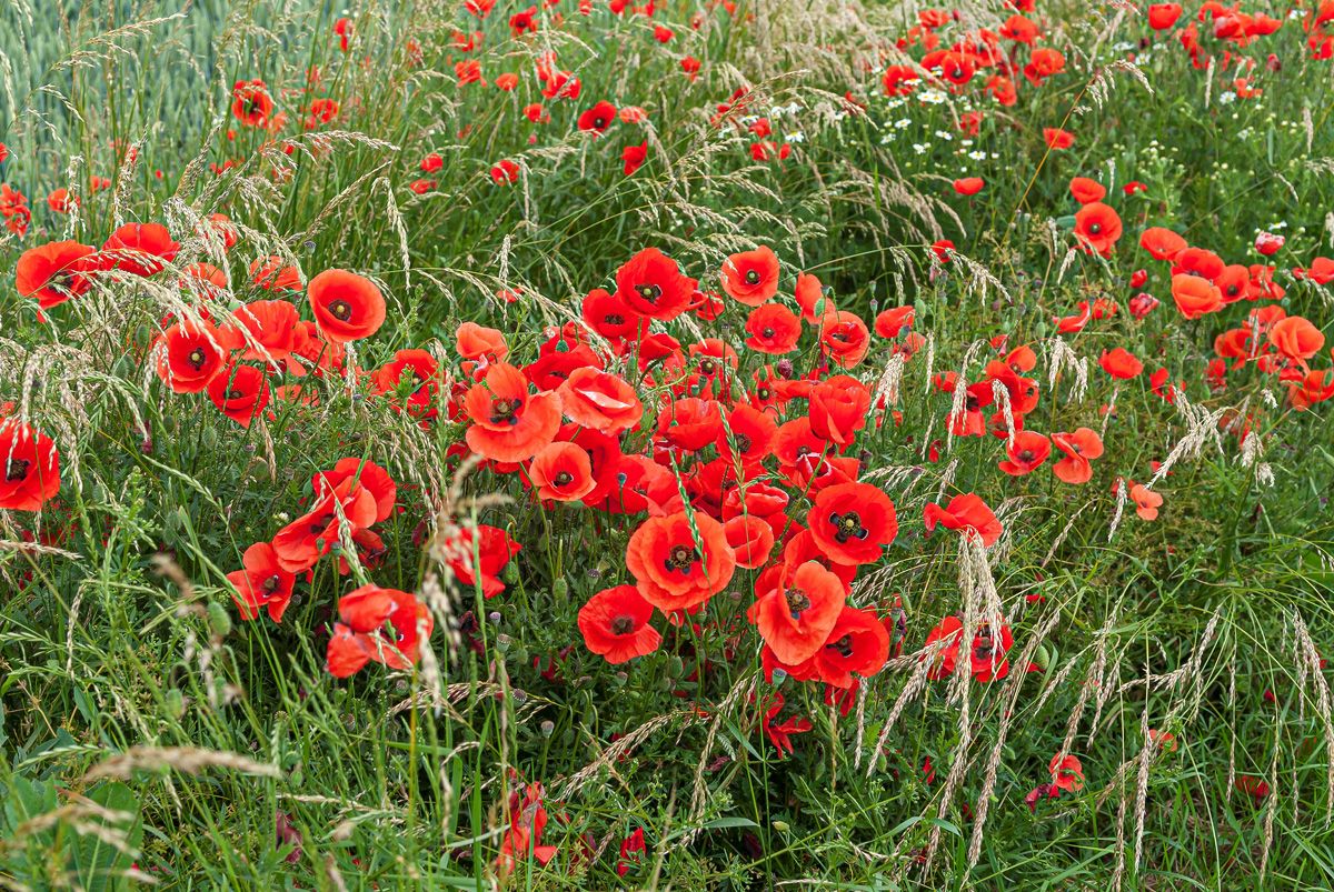 Klatschmohn Klatschmohn