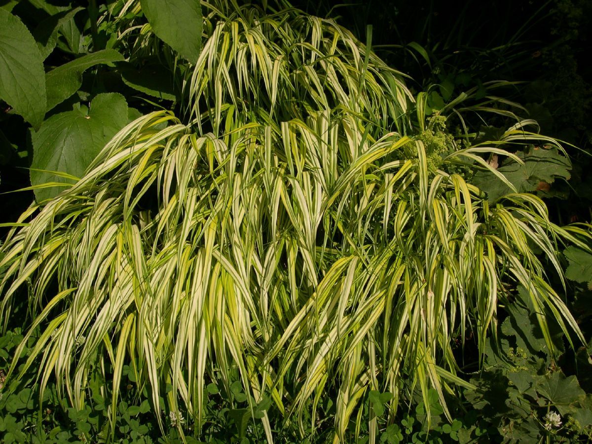 Gelbbuntes Hakonegras Aureola Gelbbuntes Hakonegras Aureola