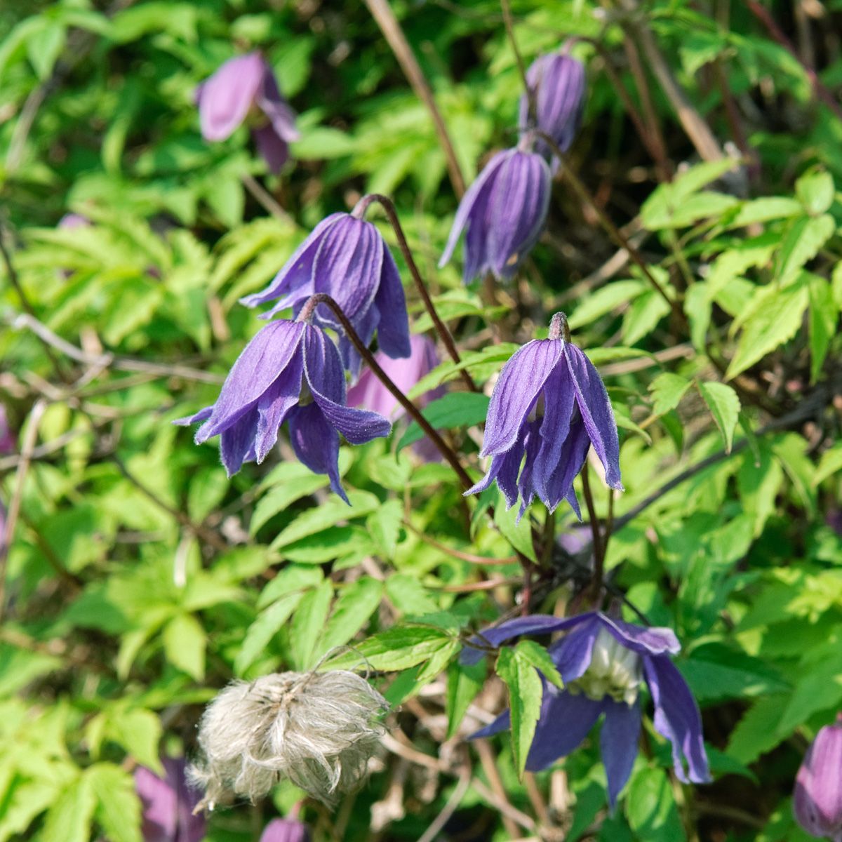 Alpenwaldrebe Pamela Jackman Alpenwaldrebe Pamela Jackman