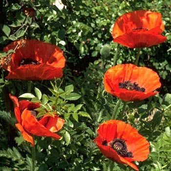 Türkenmohn Marcus Perry