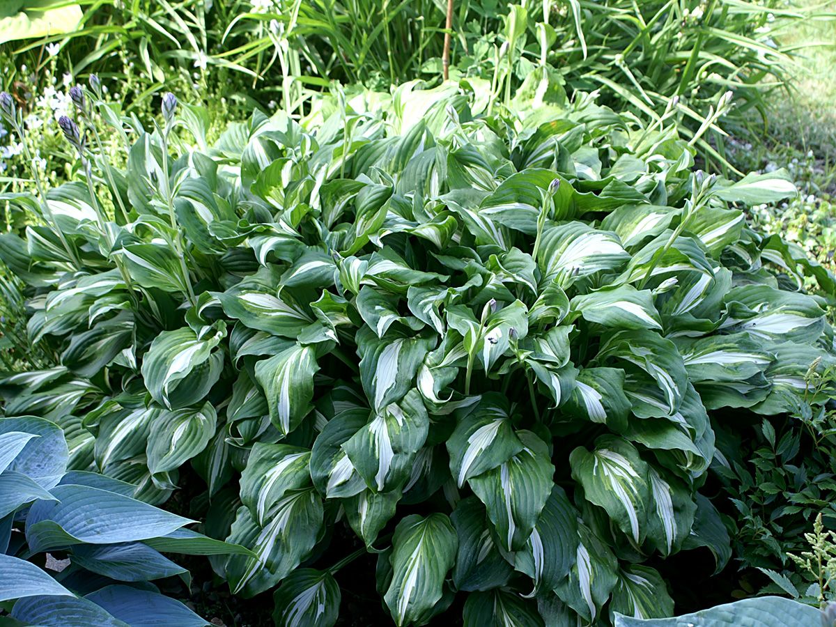 Funkie Undulata Univittata Funkie Undulata Univittata