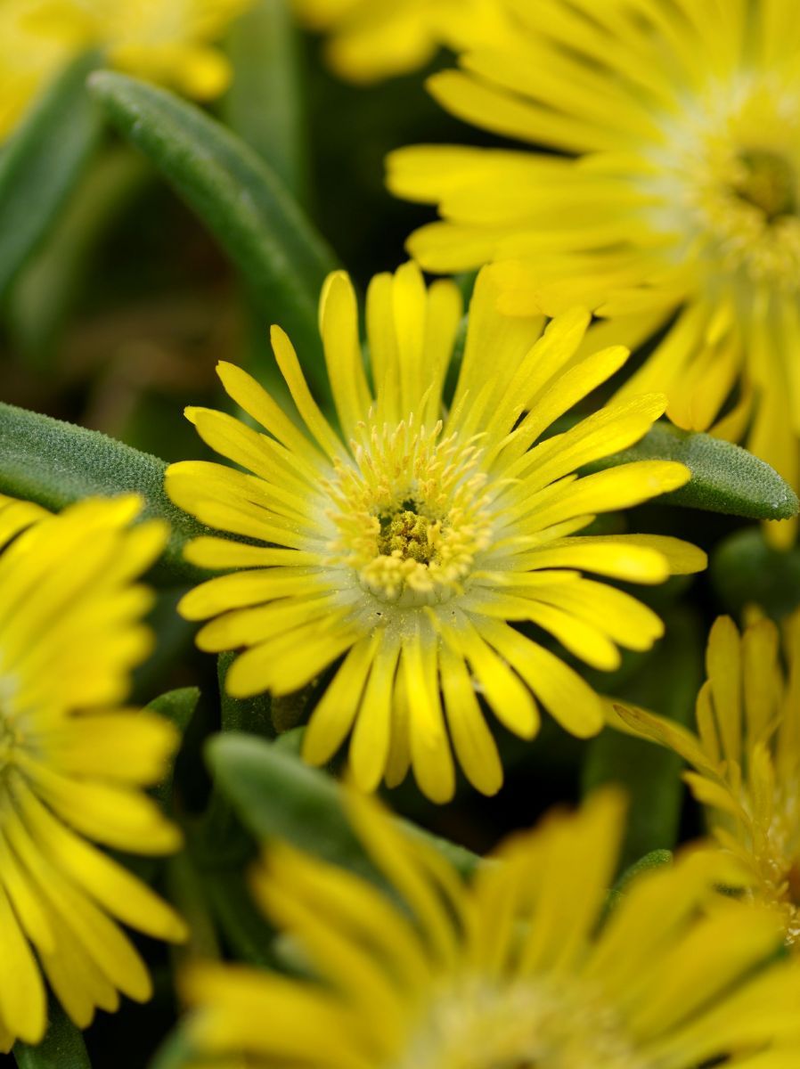 Mittagsblume Golden Wonder