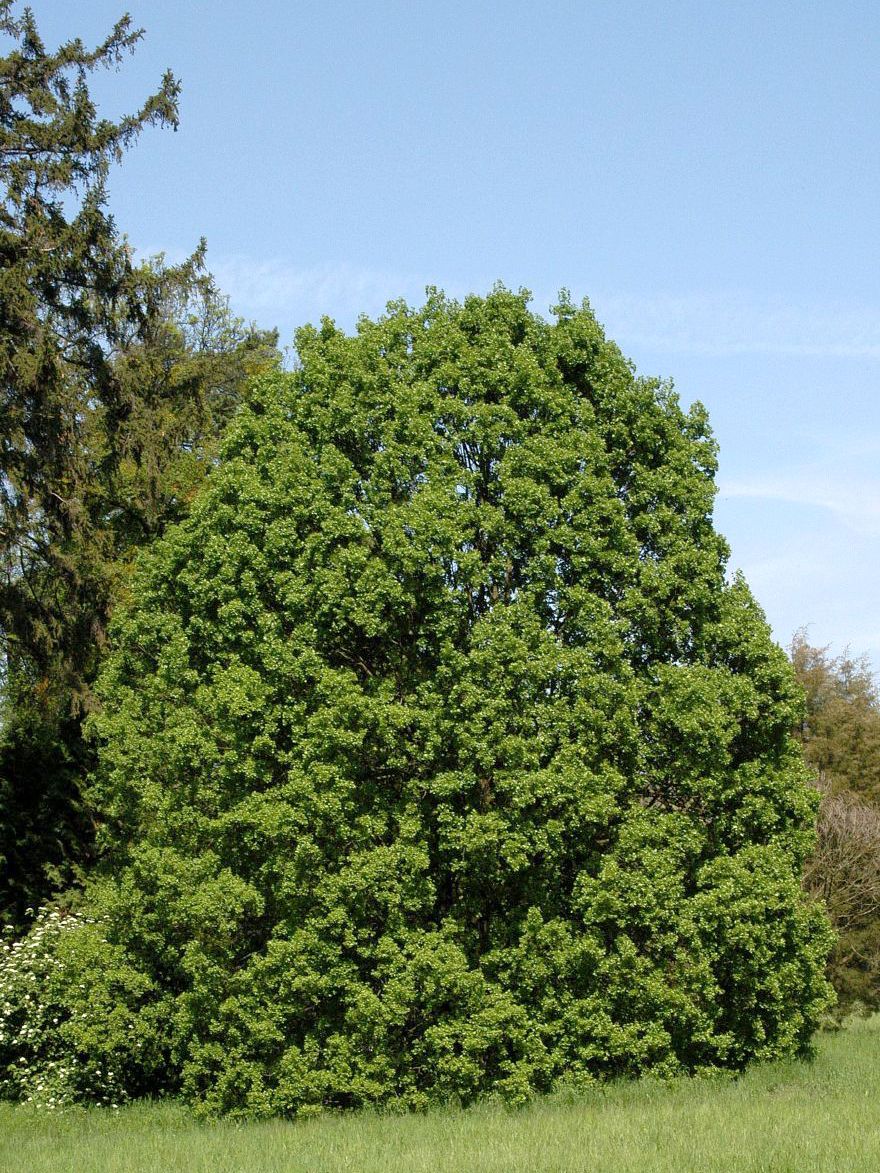 Französischer Ahorn Französischer Ahorn
