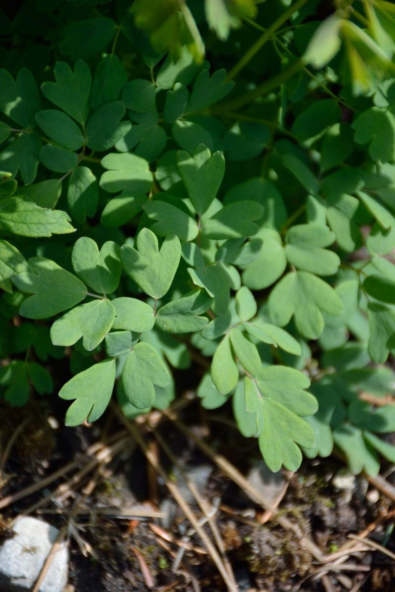 Akeleiblättrige Wiesenraute, Amstelraute Akeleiblättrige Wiesenraute, Amstelraute